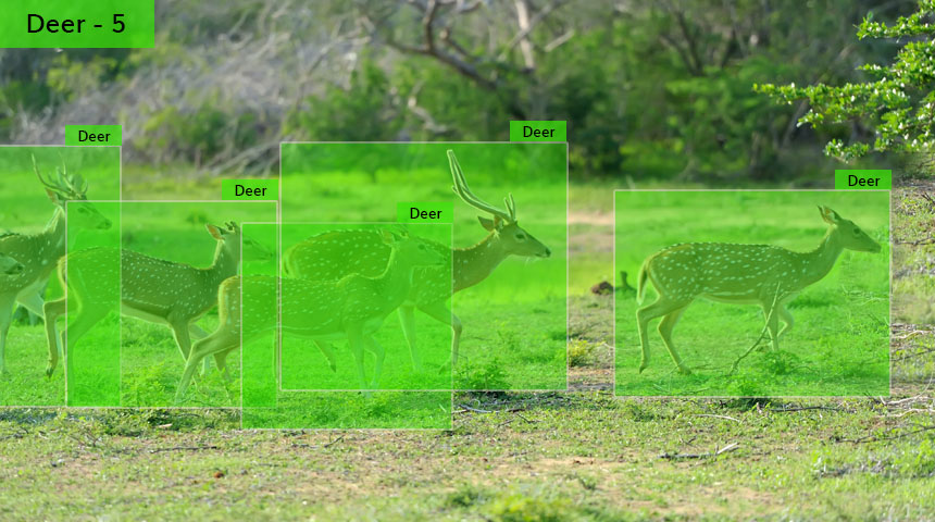Animals Dataset