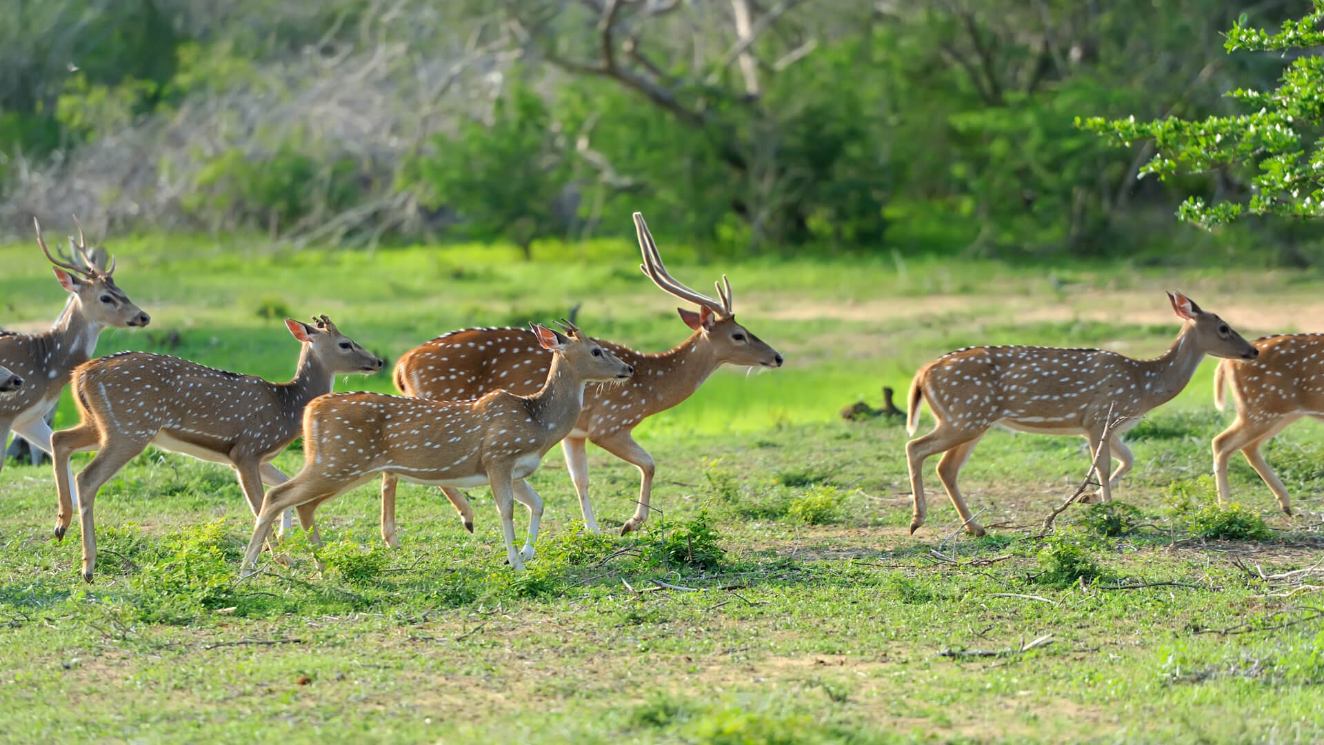 Wildwatch
