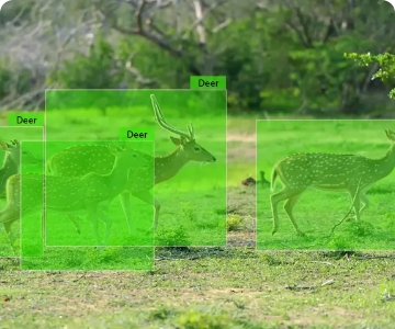Animal count & classification